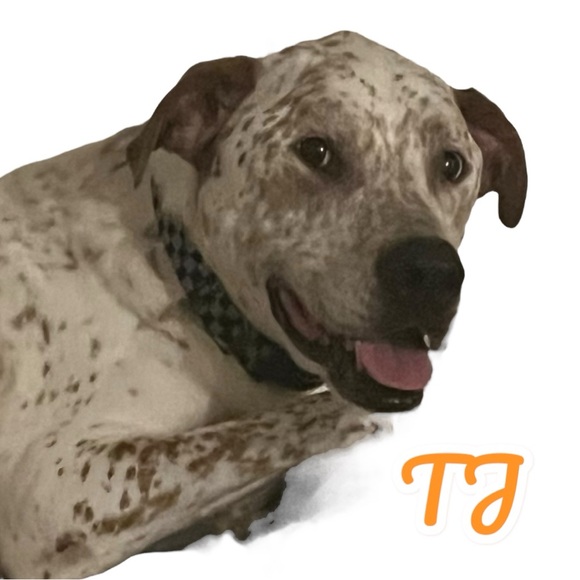 🐾RESCUE FLYER🐾 - Picture 5 of 9